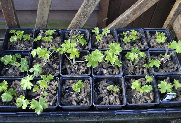 Semis de delphinium