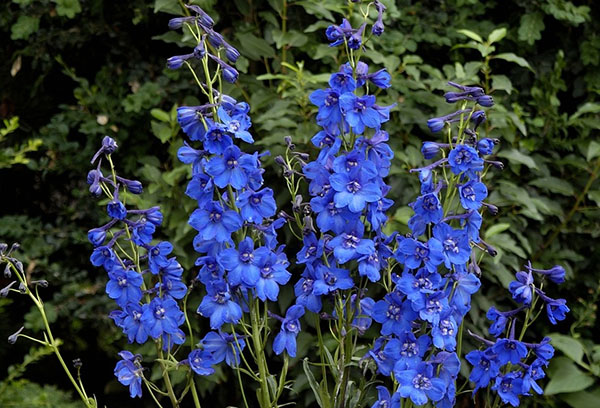 Delphinium en fleurs