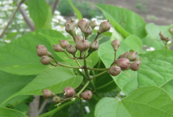 Hạt catalpa