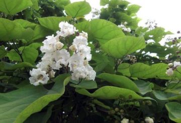 Fleurs de Catalpa