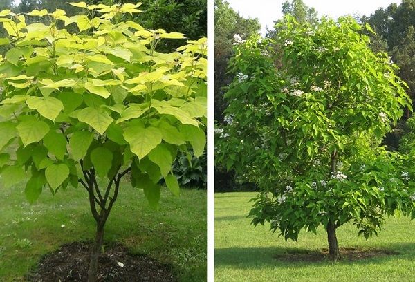 Jeunes arbres catalpa