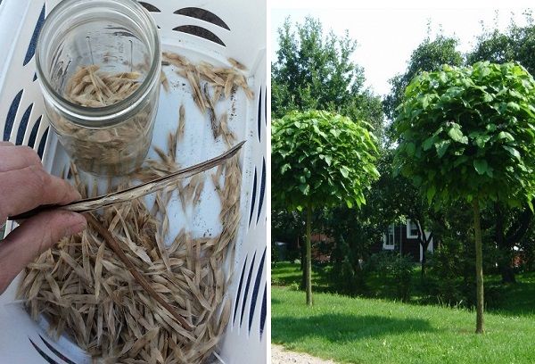 Graines et arbre Catalpa