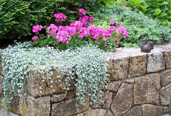 Cascade d'argent Dichondra dans la décoration de jardin