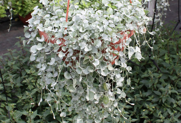 Dichondra en pots