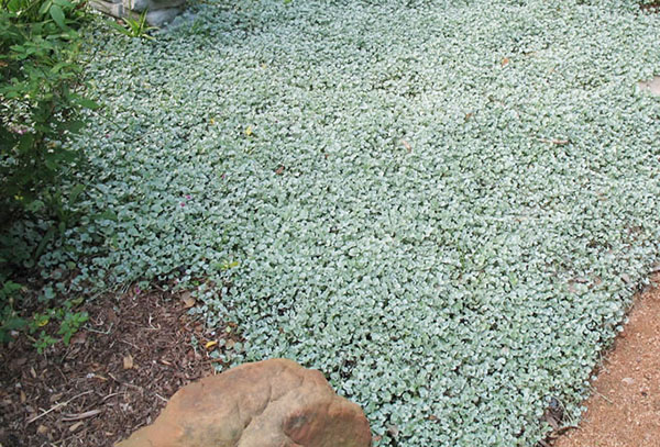 Dichondra comme couvre-sol