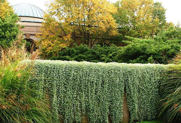 Cascade argentée Dichondra dans la conception de la haie