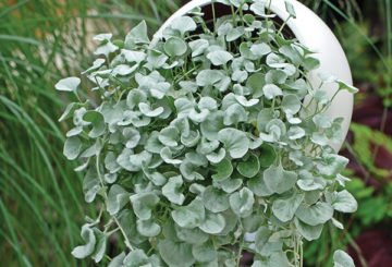 Thác nước bạc Dichondra trong chậu