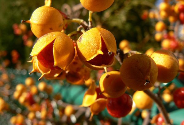 Fruits et graines de Diana