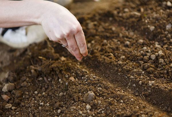 Planter une escholzia en pleine terre