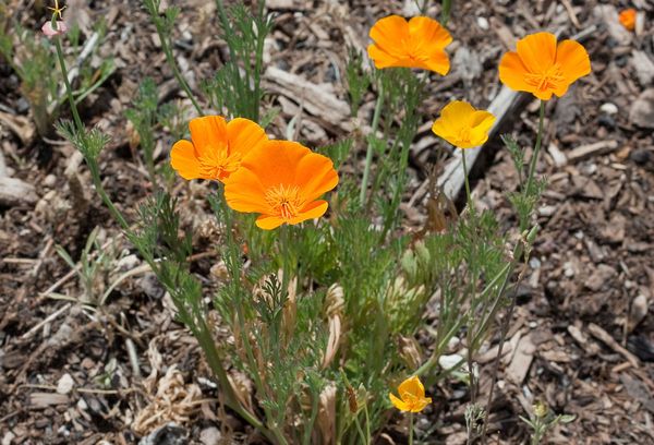 Fleurs d'Eschsholzia