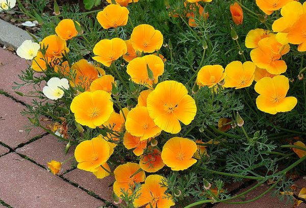 Fleurs d'Eschsholzia