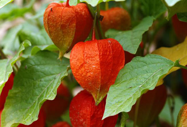 Physalis på hösten