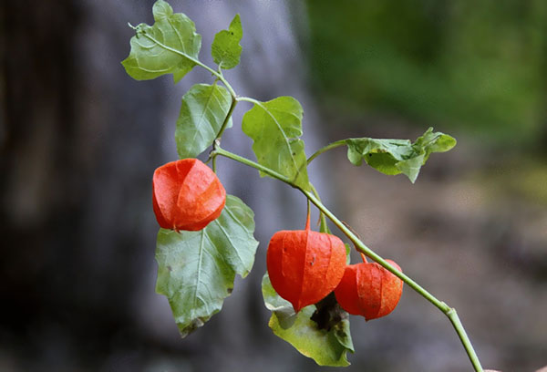 Succursale Physalis