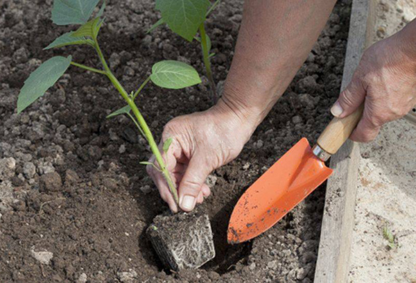 Physalis-transplantation i öppen mark