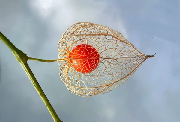 Physalis bär