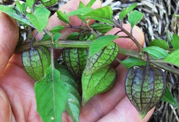 Physalis s'échapper avec des cordes