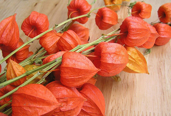 Récolte Physalis