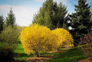 Nở hoa forsythia