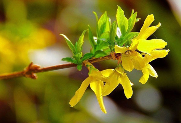 Forsythia nở