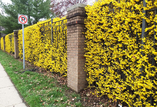 Hàng rào Forsythia