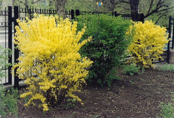 Các loại forsythia