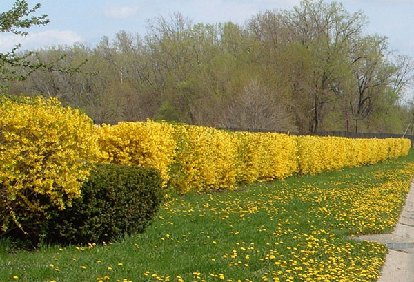 Hàng rào Forsythia