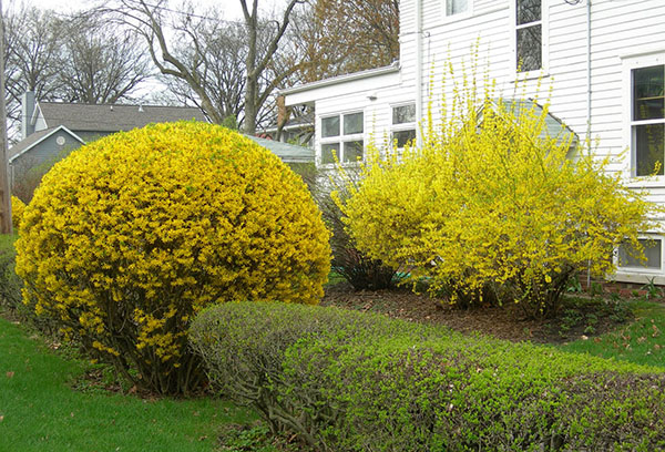 Forsythia được cắt tỉa thành hình quả bóng