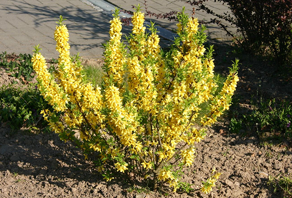 Jeune bush forsythia