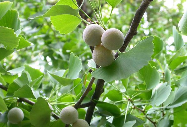 Fruit de ginkgo