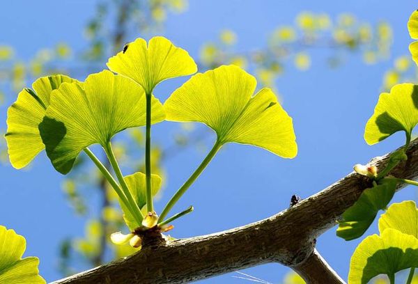 Pétales de Ginkgo biloba