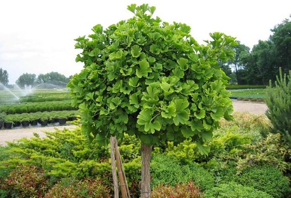 Jeune arbre de ginkgo biloba