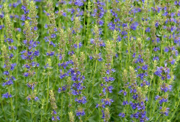 Hyssop Anise