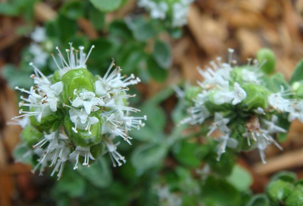 Marjoram blomma