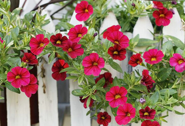 Calibrachoa ở hàng rào