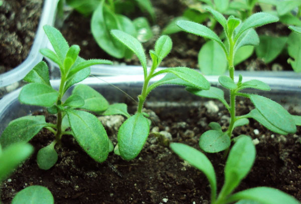 Enracinement des boutures de calibrachoa