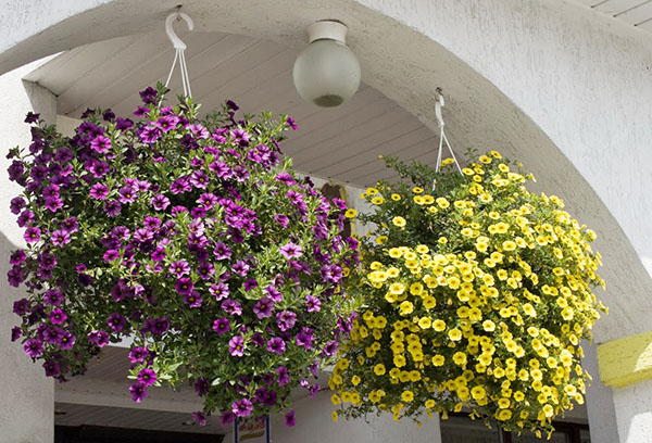 Jardinière avec calibrachoa