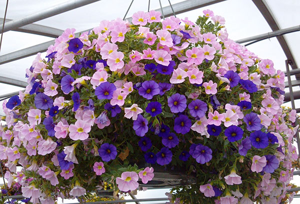 Calibrachoa dans une serre