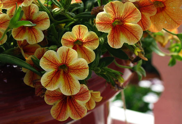 Fleurs de calibrachoa