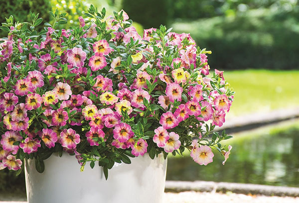 Calibrachoa