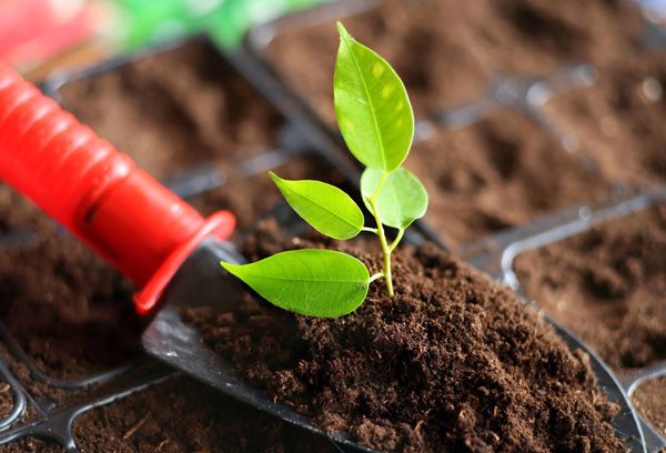 Planter une pousse dans le sol