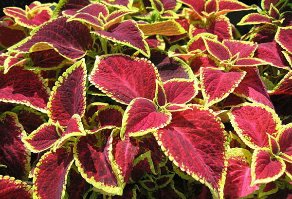 Coleus hạ cánh