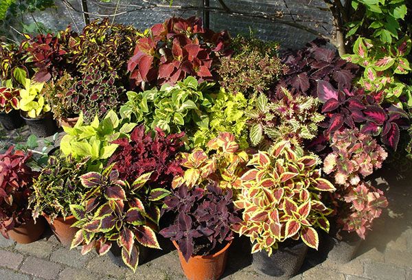 Variétés et hybrides de Coleus