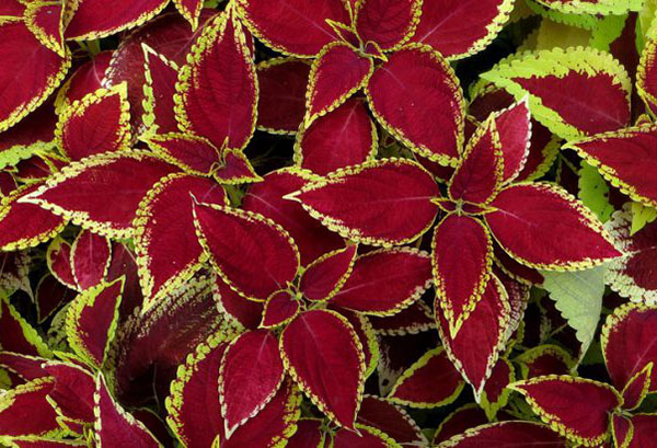 Coleus