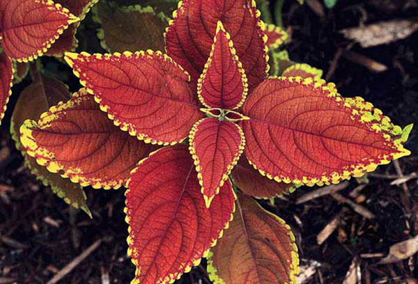 Coleus en plein champ