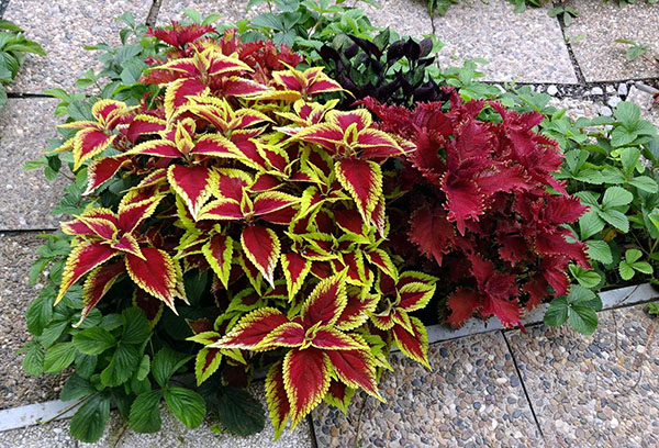 Các loại coleus khác nhau