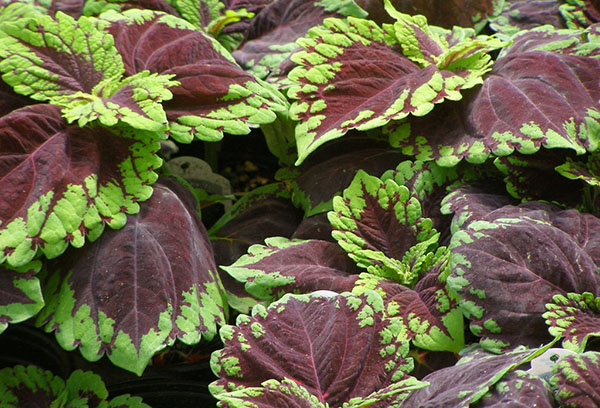 Feuilles de Coleus