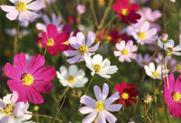 Cosmos en fleurs