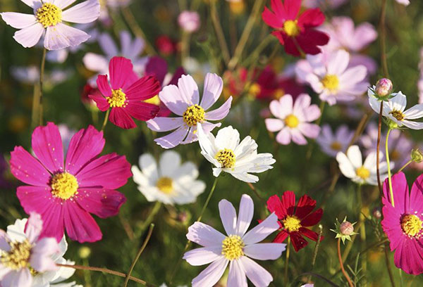 Cosmos en fleurs