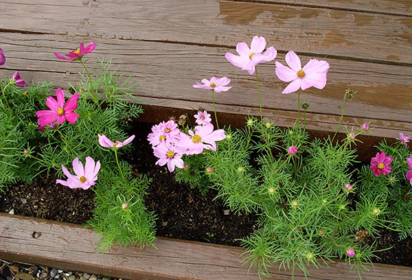 Cosmos dans le parterre de fleurs