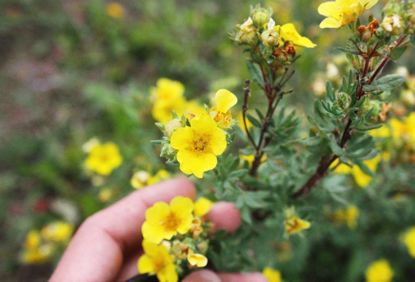 Potentilla en fleurs